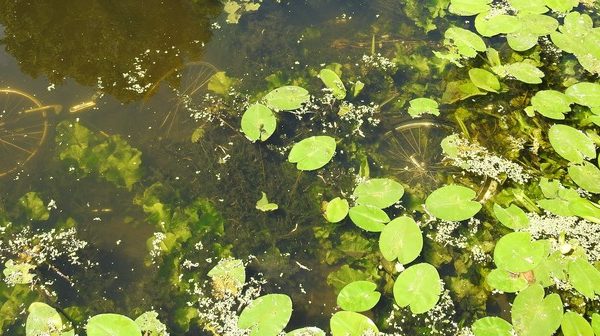 See the 2 submerged bicycles?